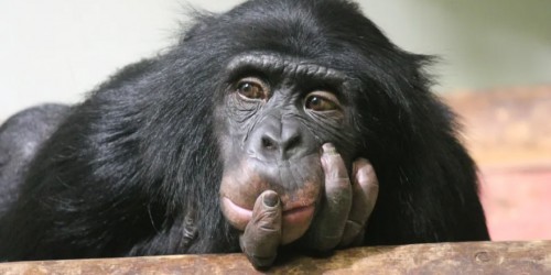 La scimmia Piager (foto internet)